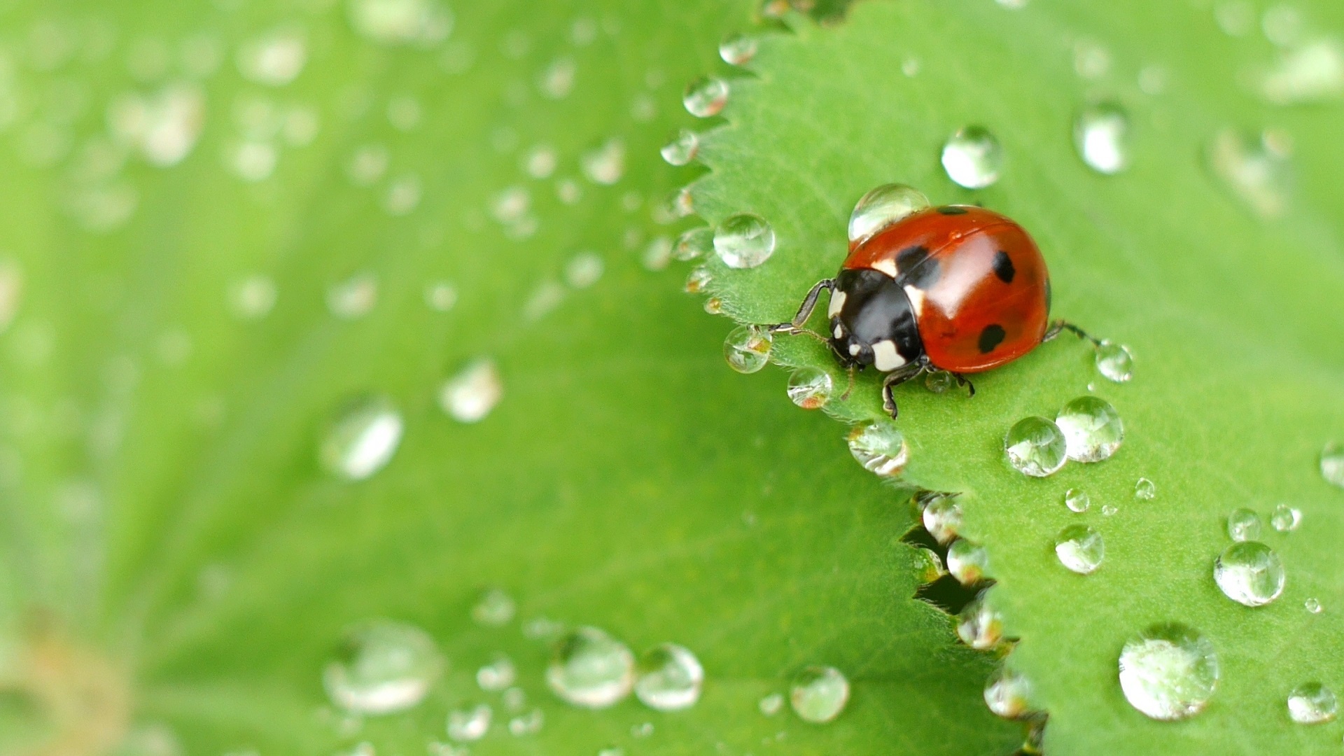 A ladybug crawls on a green leaf after the rain