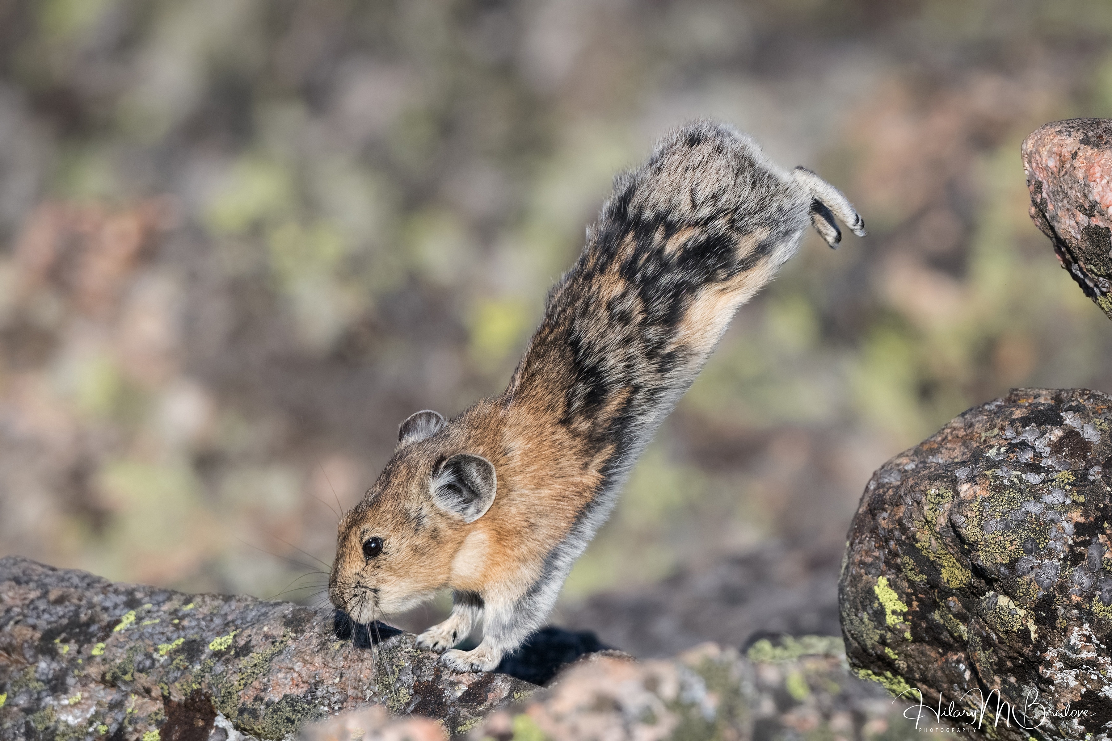 鼠兔从岩石中躲避的独特镜头