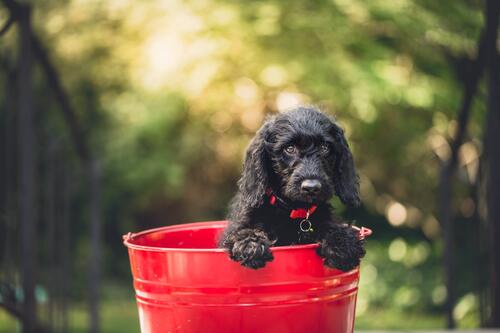 A black dog sits in a red bucket