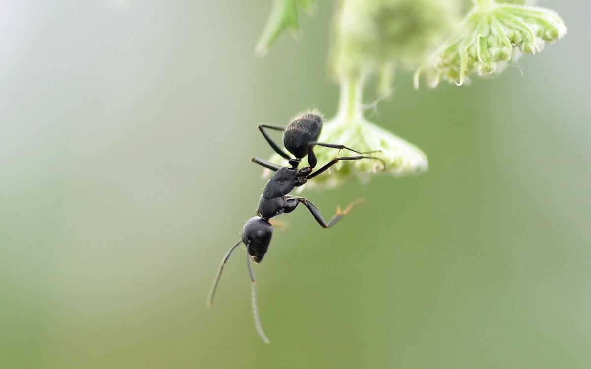 Black ant on a green leaf in close-up