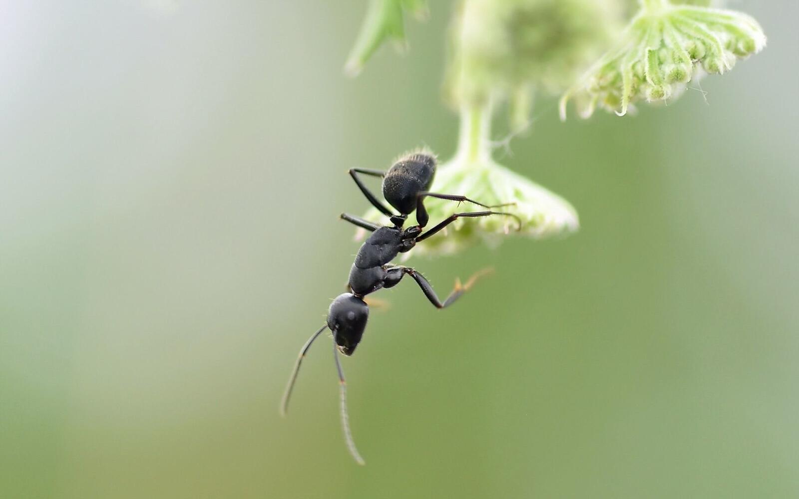Бесплатное фото Черный муравей на зеленом листочке крупным планом