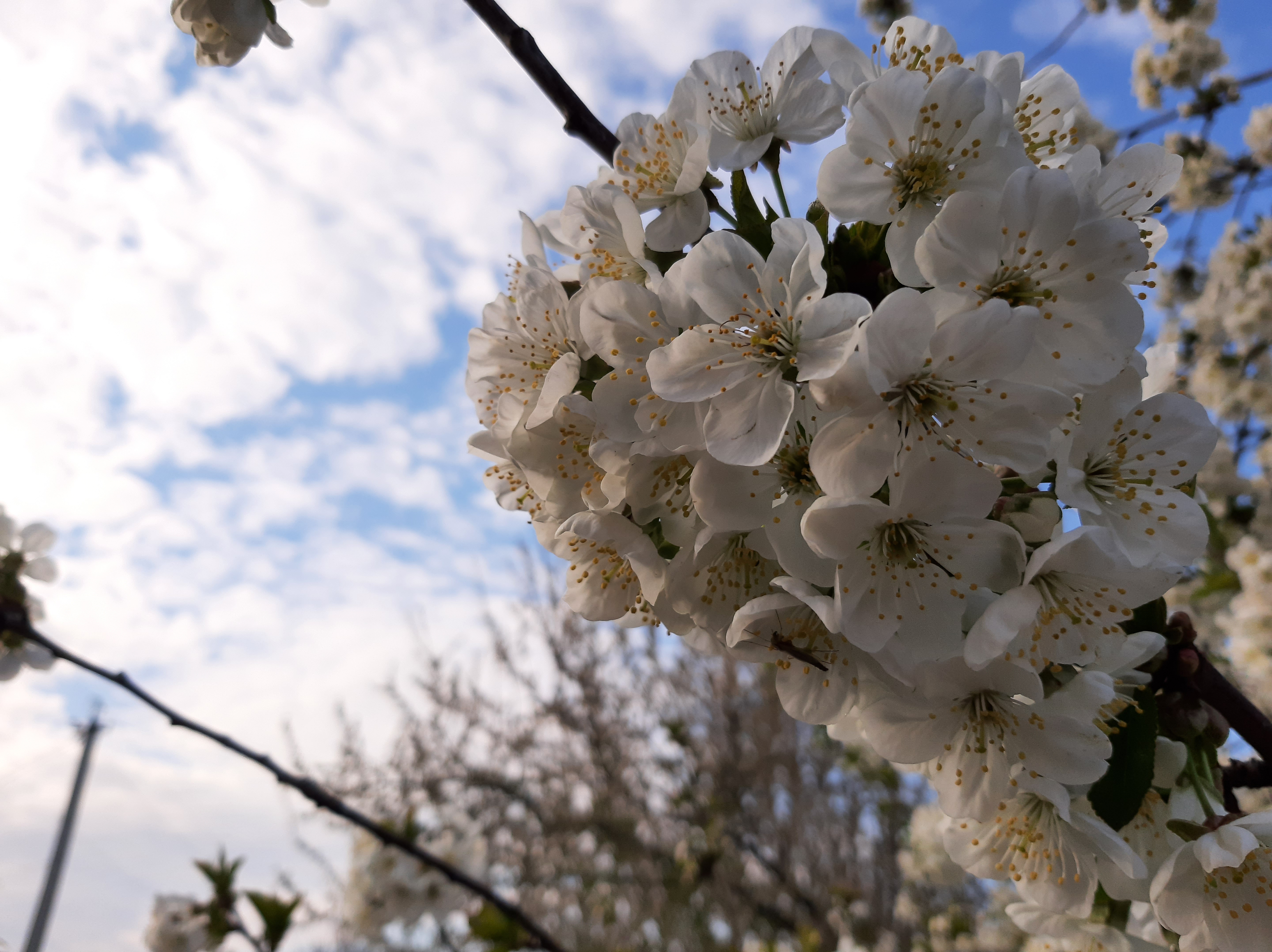 A branch with white flowers