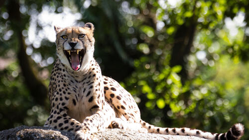 A yawning cheetah on a rock