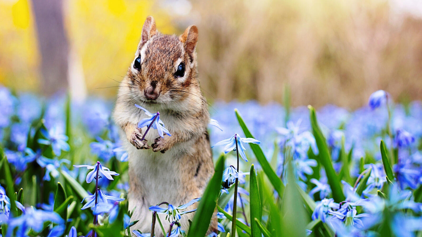 Бесплатное фото Маленькая белочка на поле с синими цветами