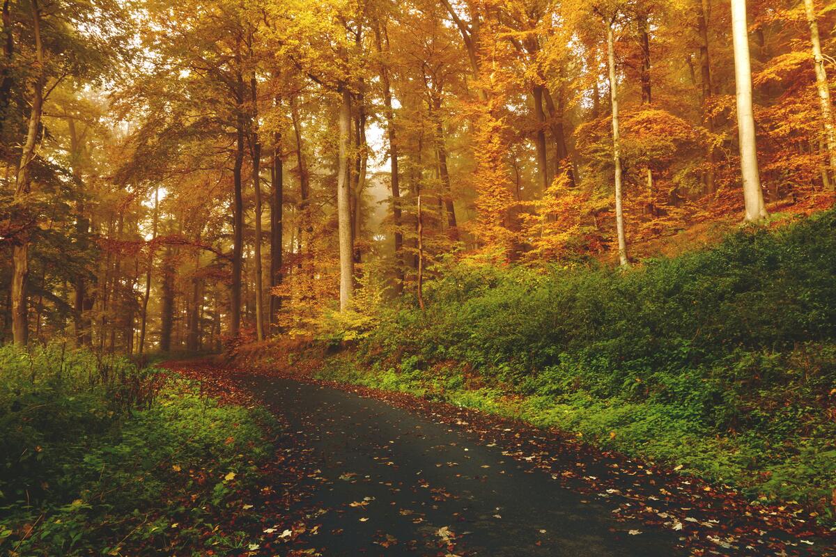 Прогулка в лесу с желтой листвой