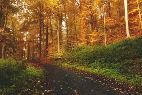 Прогулка в лесу с желтой листвой