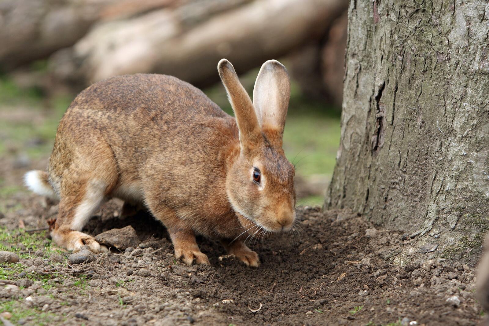 免费照片一只兔子在挖洞