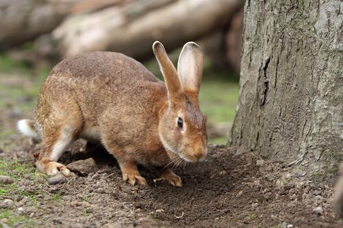 Rabbit digging a hole