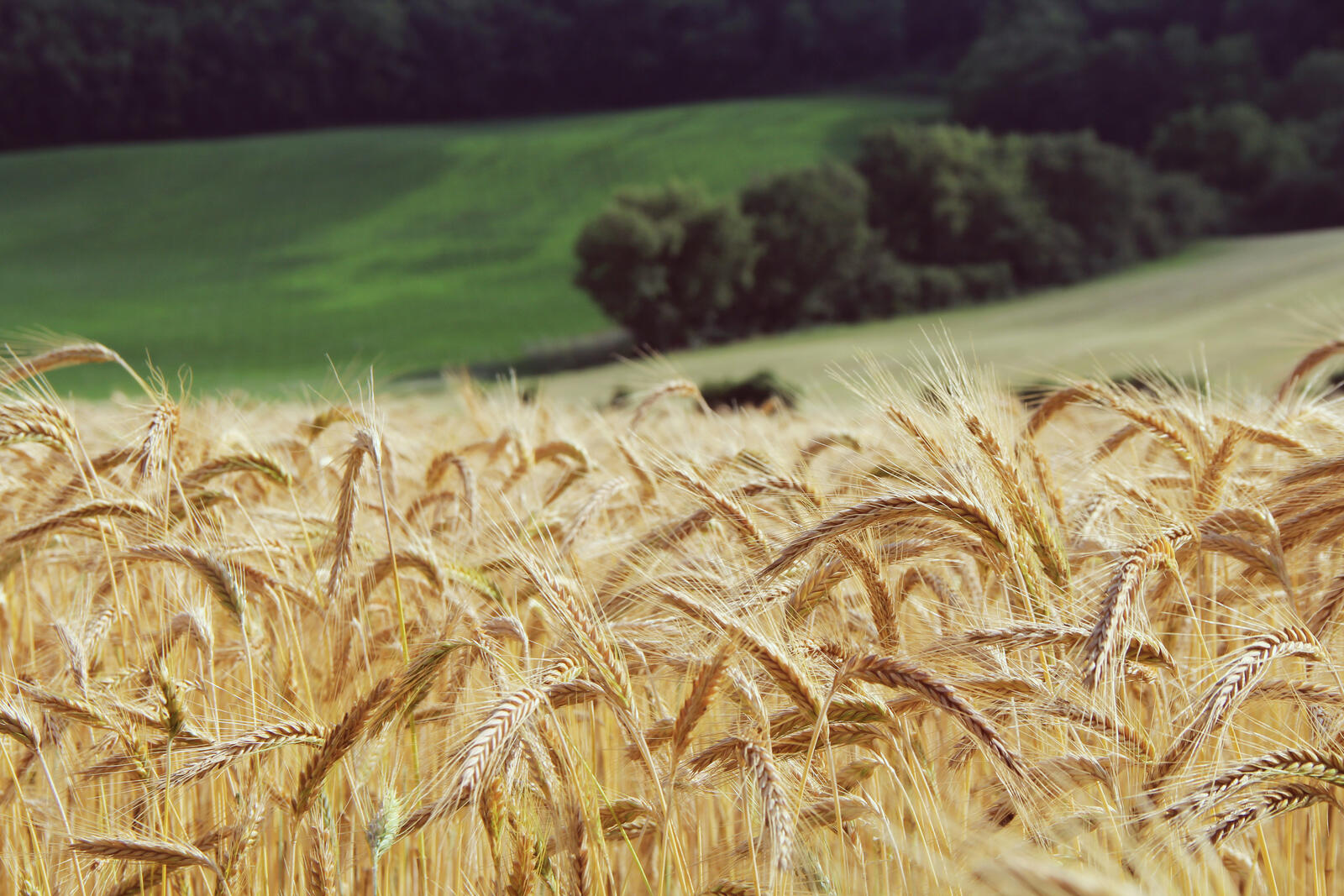 Бесплатное фото Поле с пшеницей возле леса