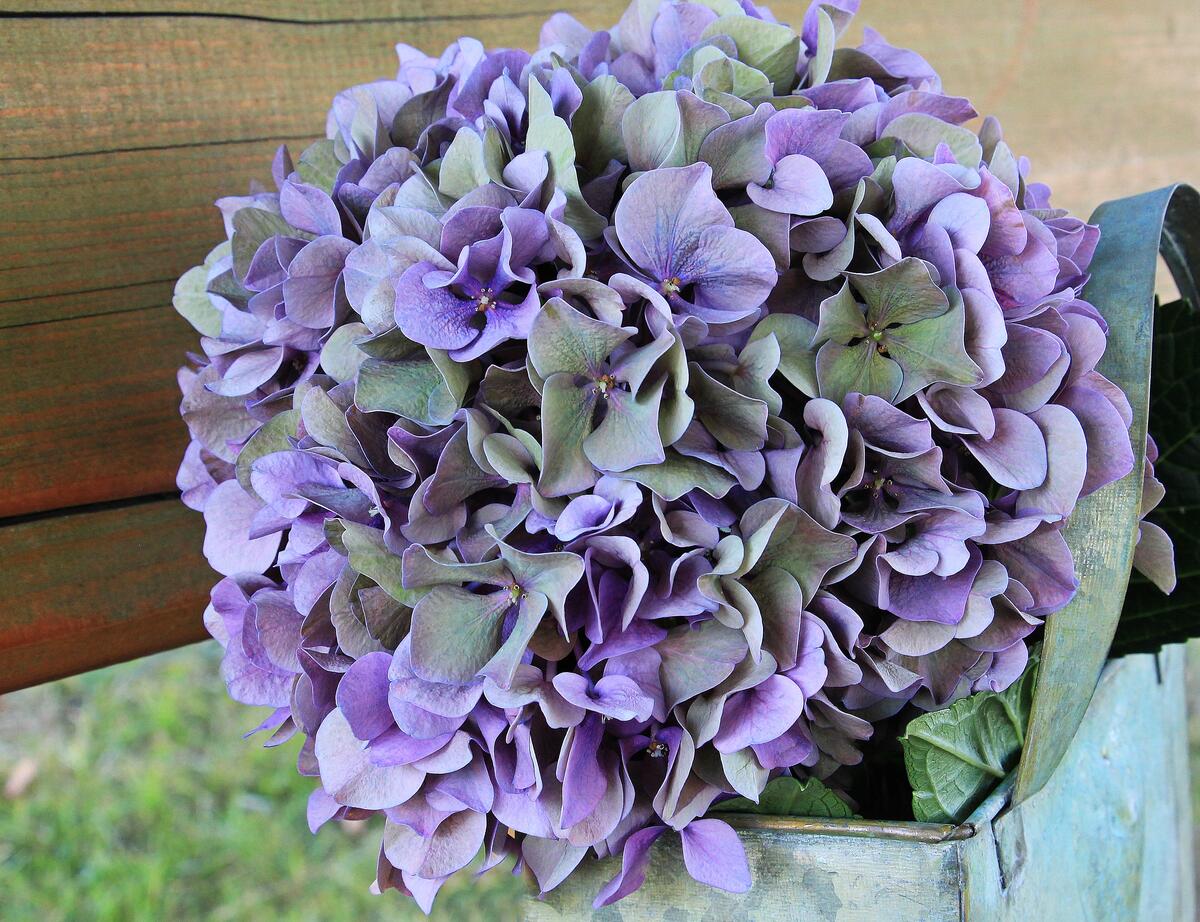 紫色花的花束