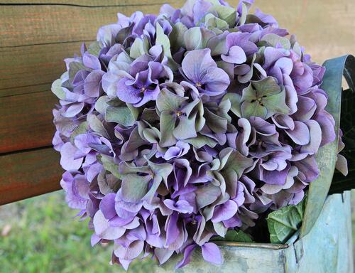 紫色花的花束