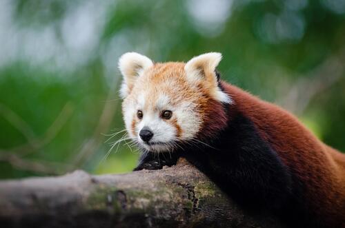 Red panda looking for prey