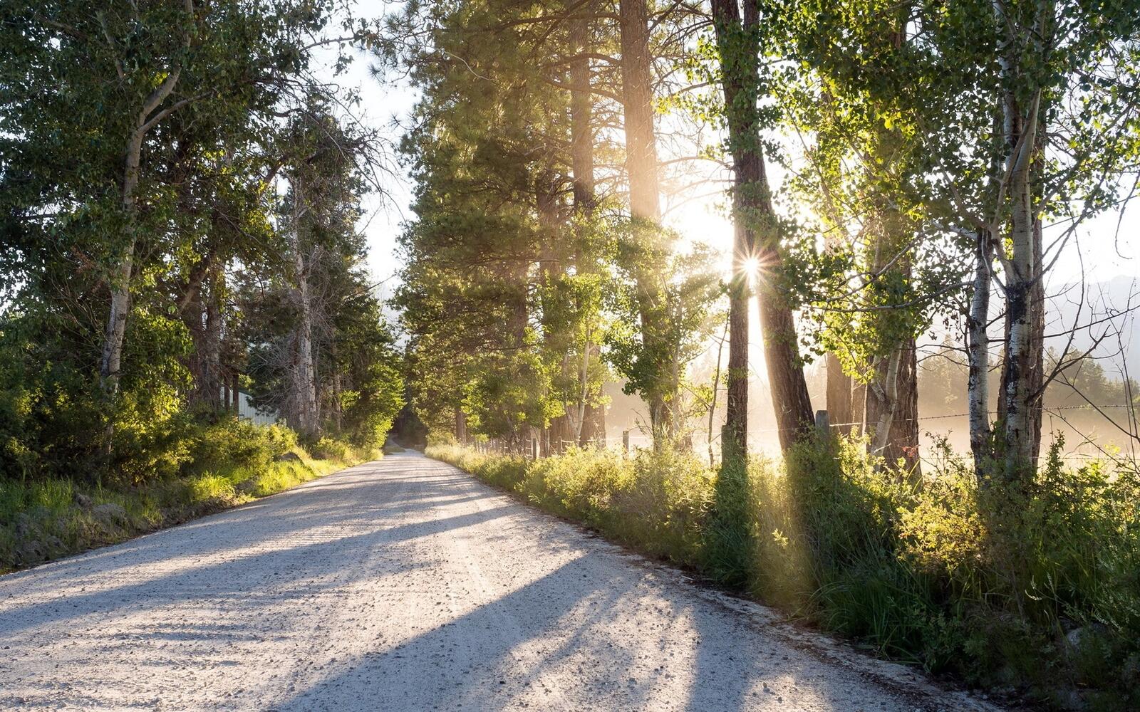 Бесплатное фото Летняя загородная дорога среди деревьев и солнечных лучей