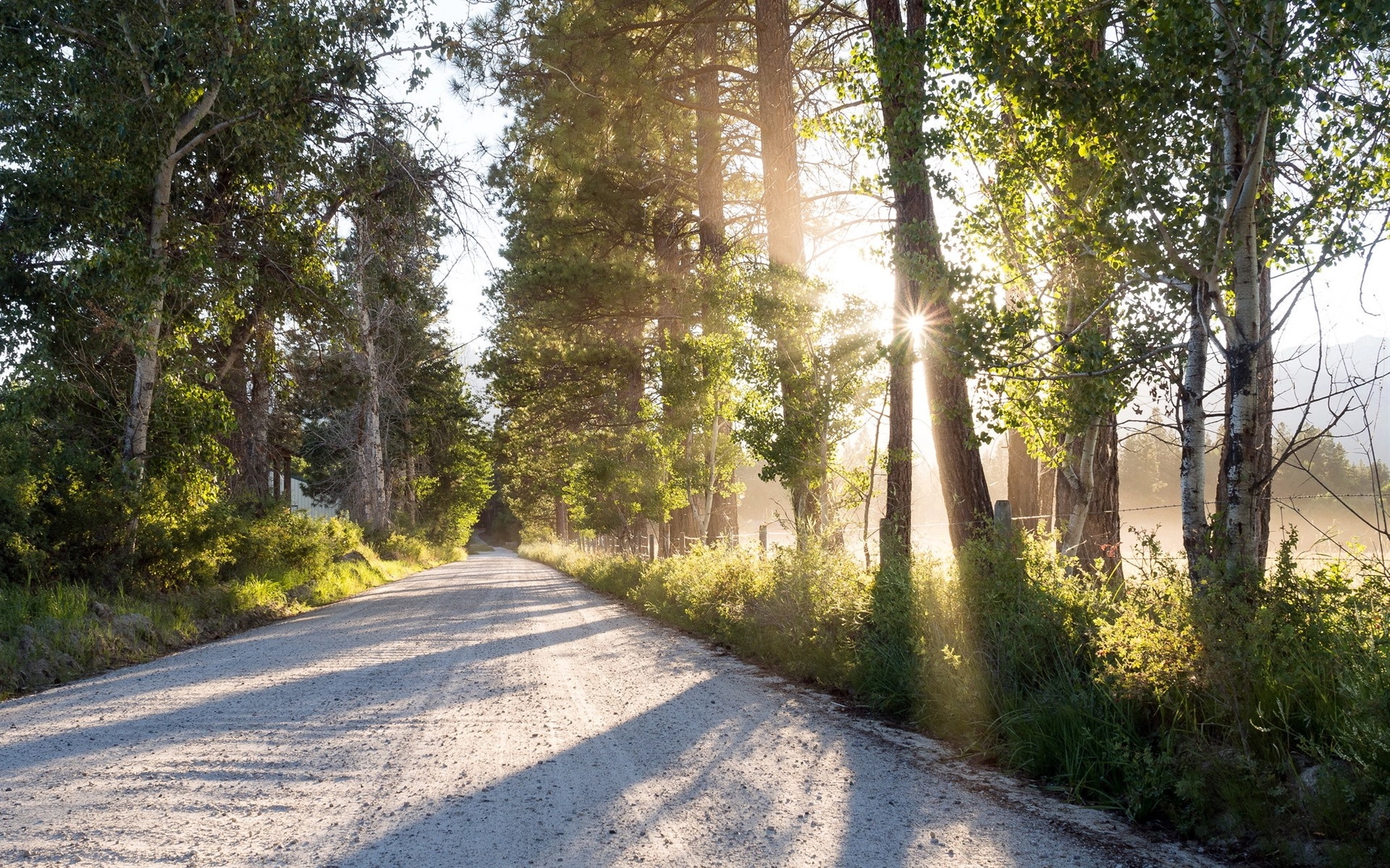 免费照片在树木和阳光中的夏季乡村道路
