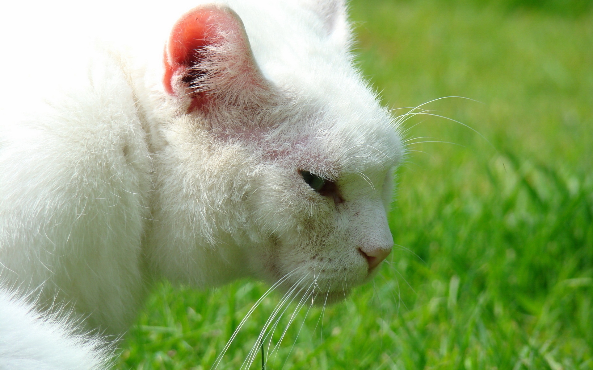Обои белая кошка усы трава на рабочий стол