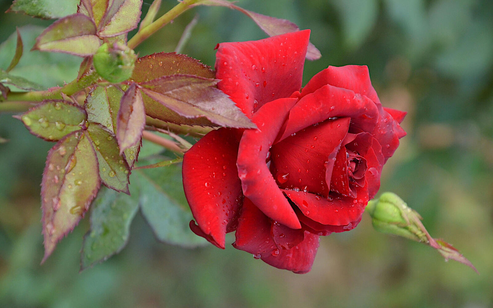 Бесплатное фото Бутон красной розы