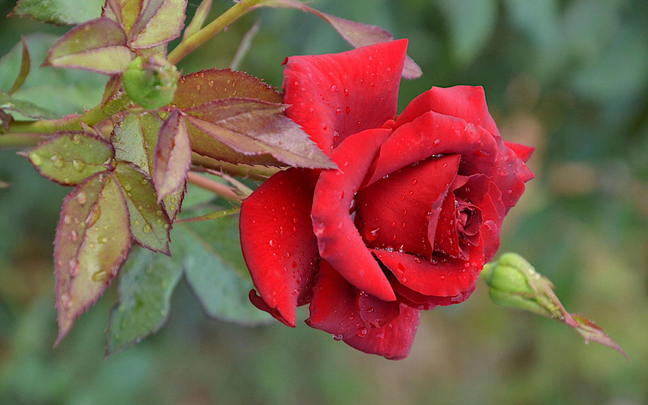 Фото бесплатно обои, цветок, роза