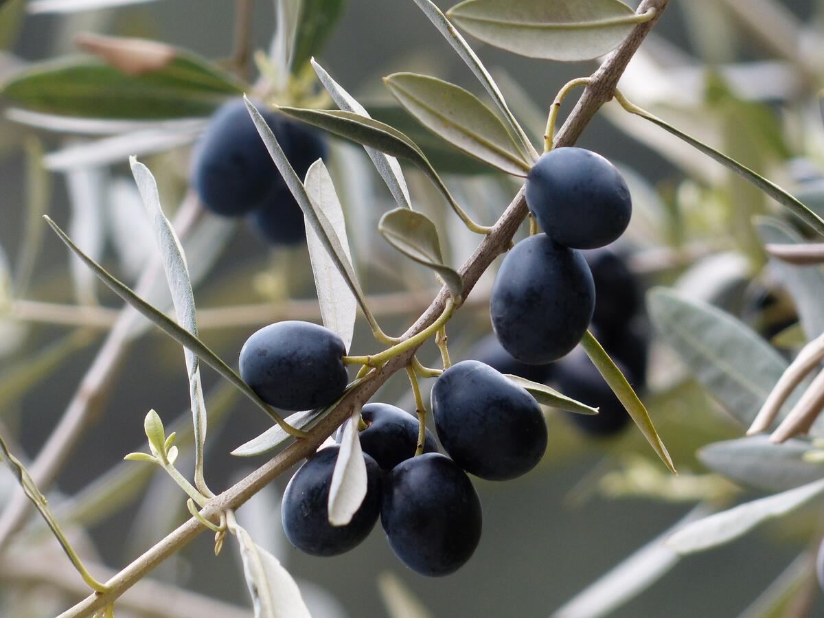 Olives on a tree branch