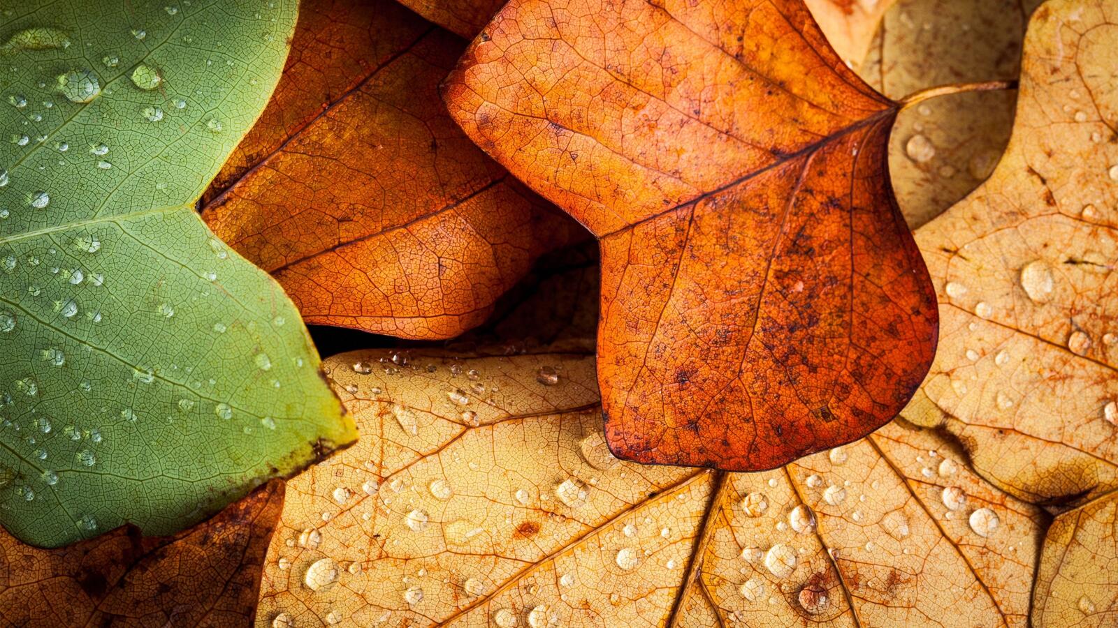 Free photo Autumn leaves lie on the ground in water droplets