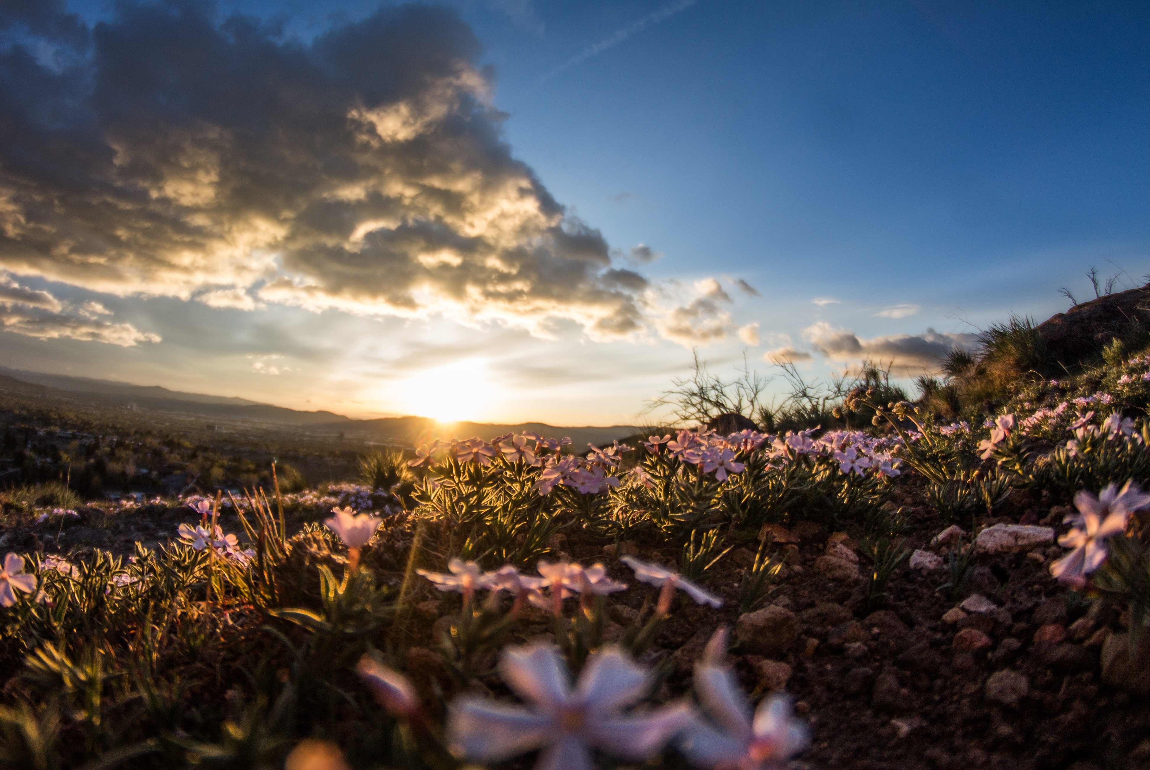 A field of flowers at sunset