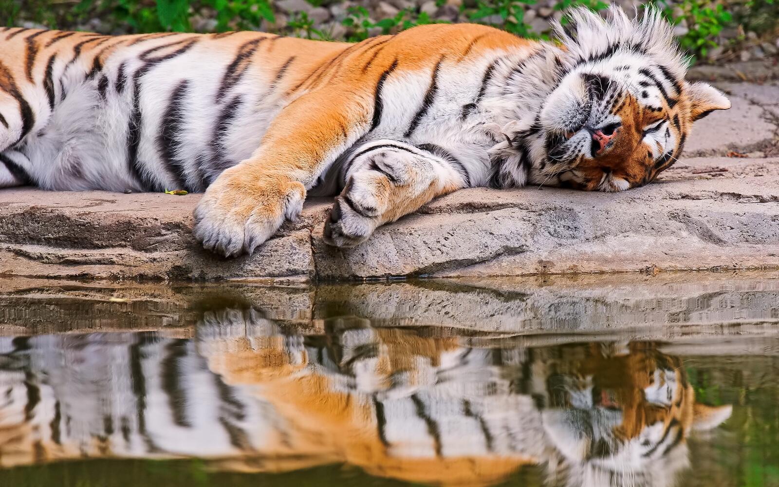 免费照片池塘边休息的老虎