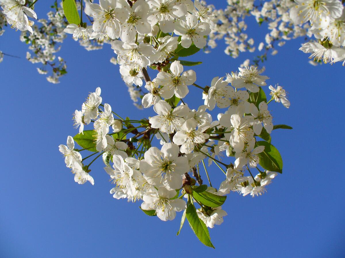 Веточка с белыми цветами на фоне неба