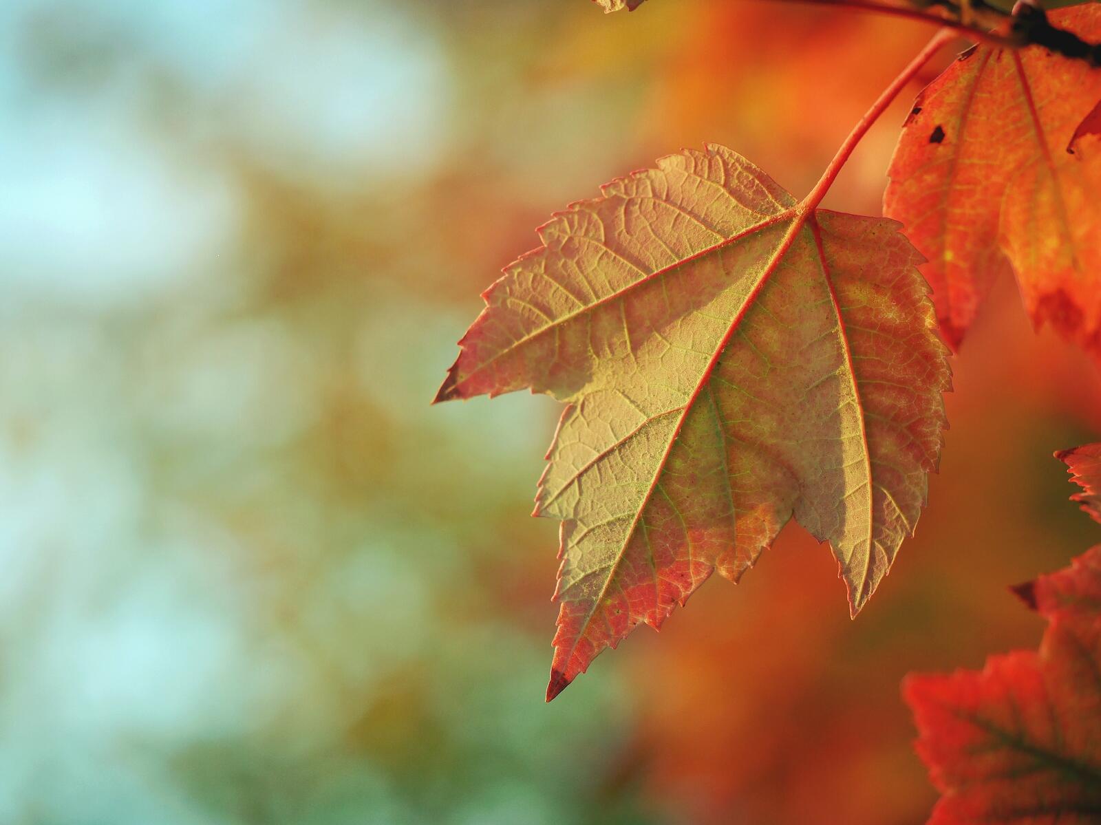 Бесплатное фото Осенние листики
