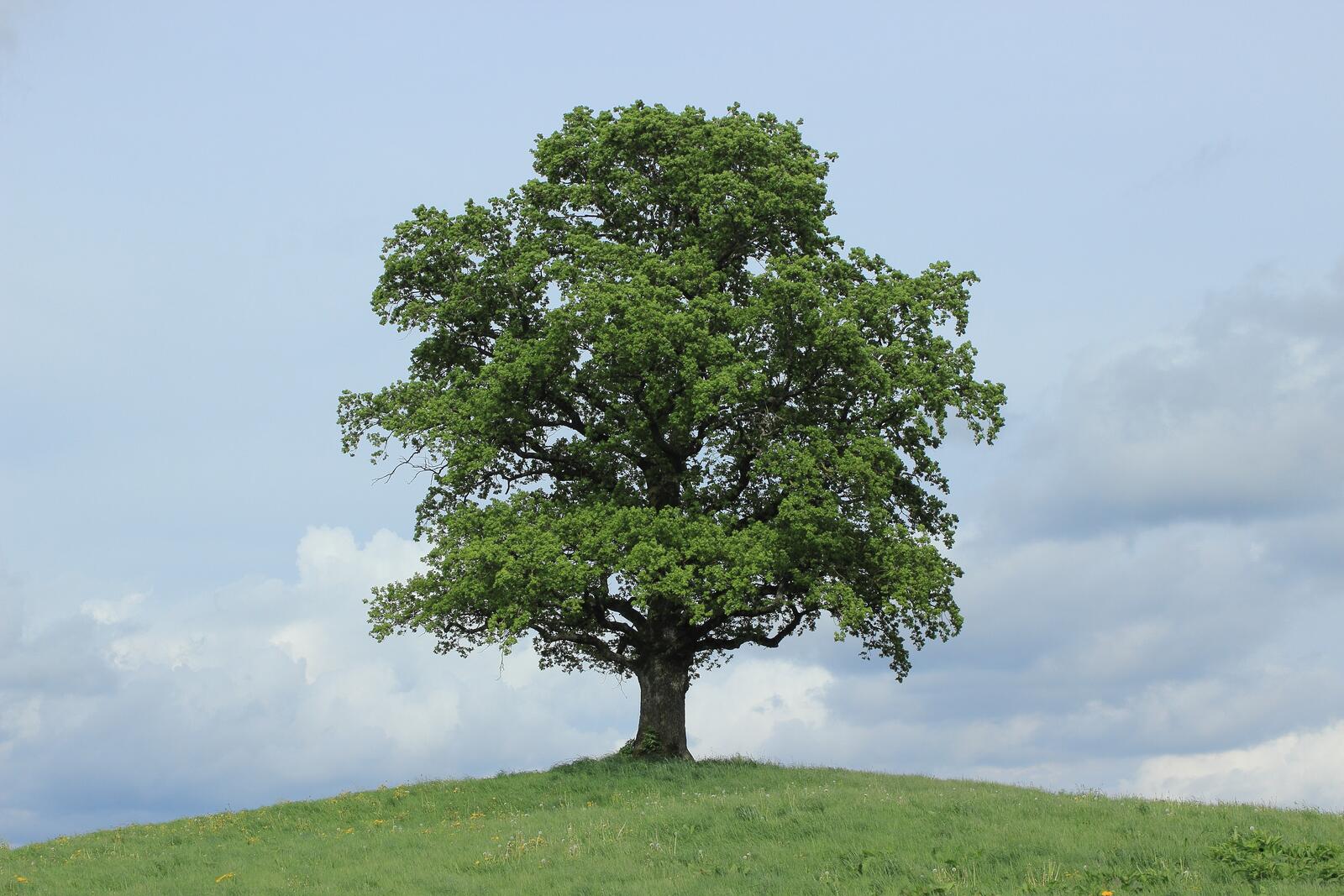 Free photo Beautiful Lone Oak on a hill in the valley.