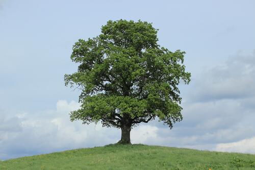 Beautiful Lone Oak on a hill in the valley.