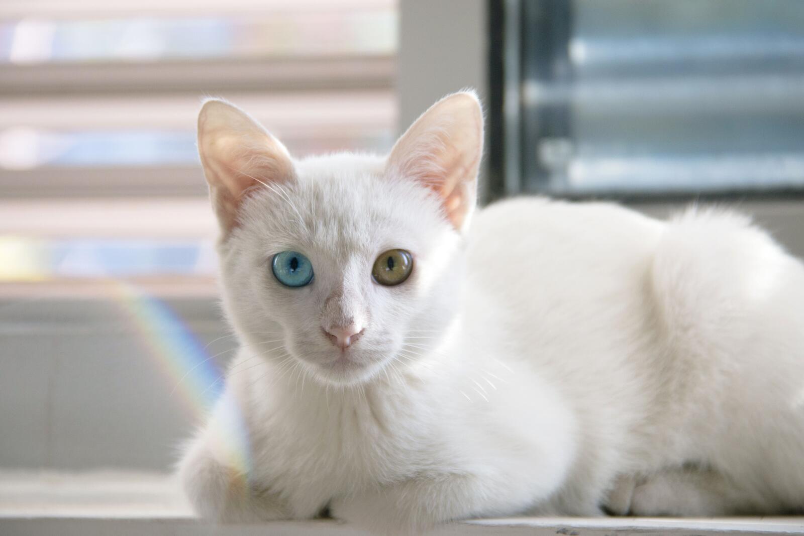 桌面上的壁纸白色 猫 动物