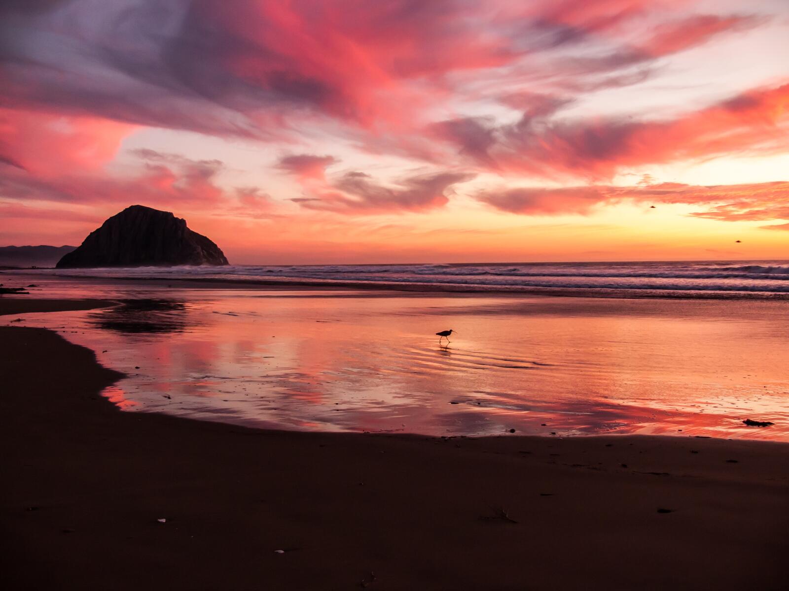 Бесплатное фото Птица гуляет по вечернему пляжу на закате дня
