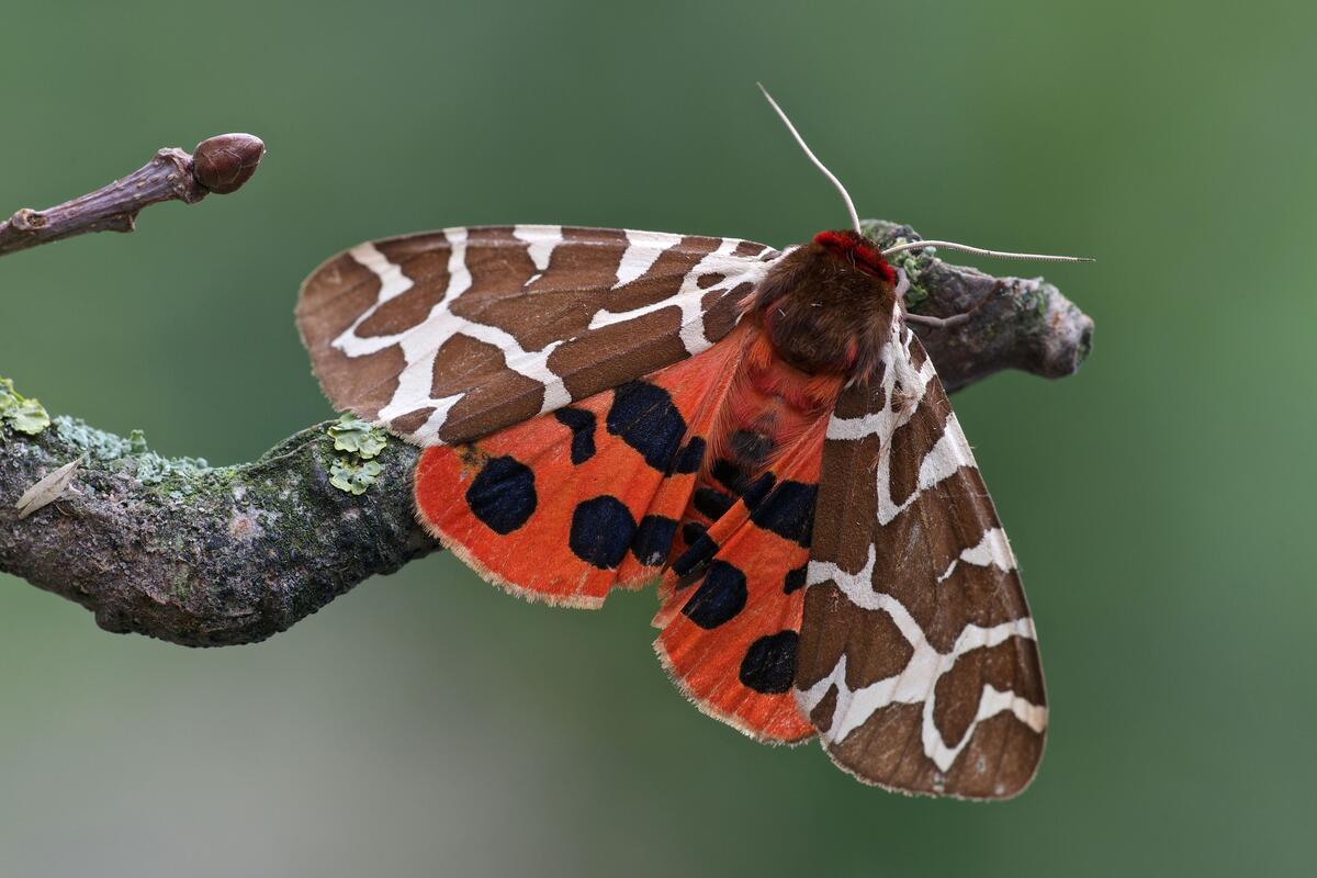 Бабочка с двойным цветом крыльев
