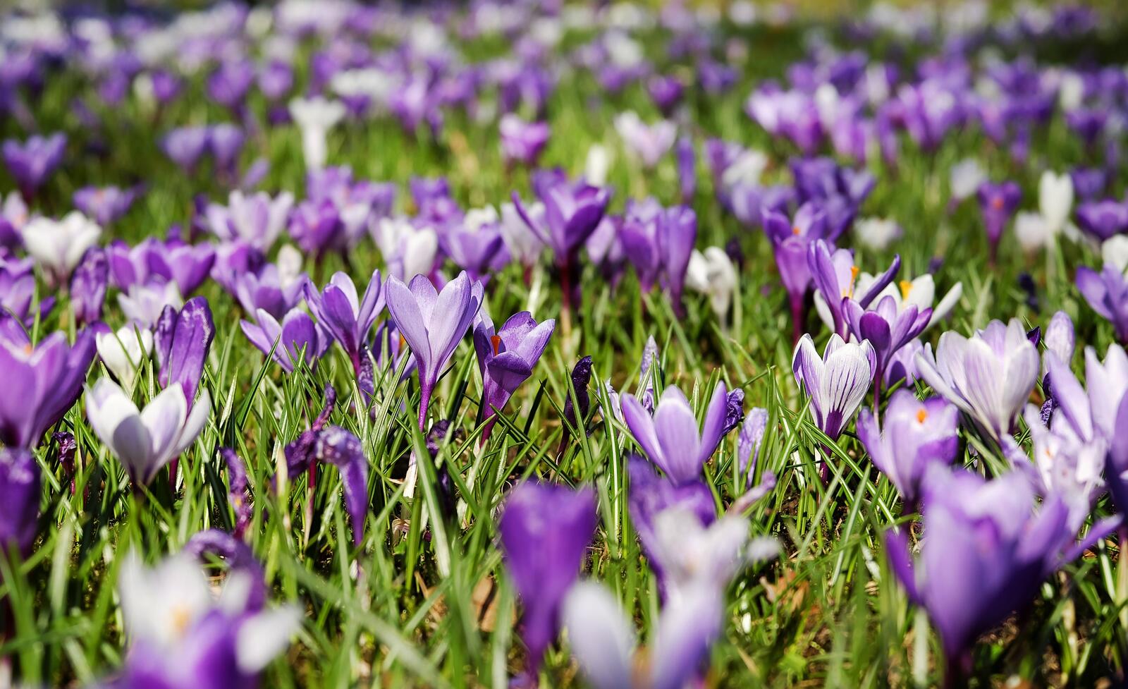 Бесплатное фото Лужайка с фиолетовыми подснежниками