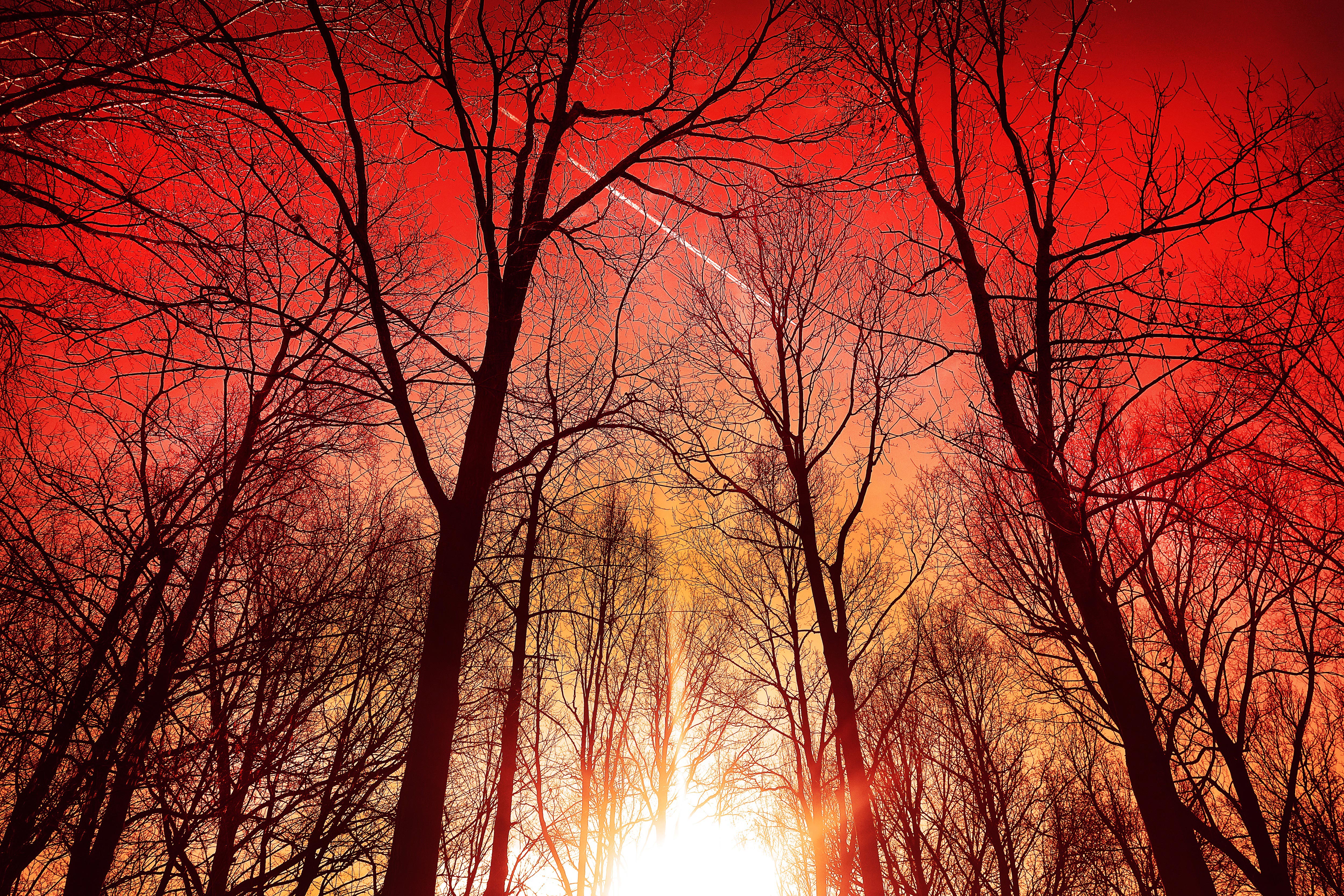 Красивый красный закат пробивающийся через деревья без листьев