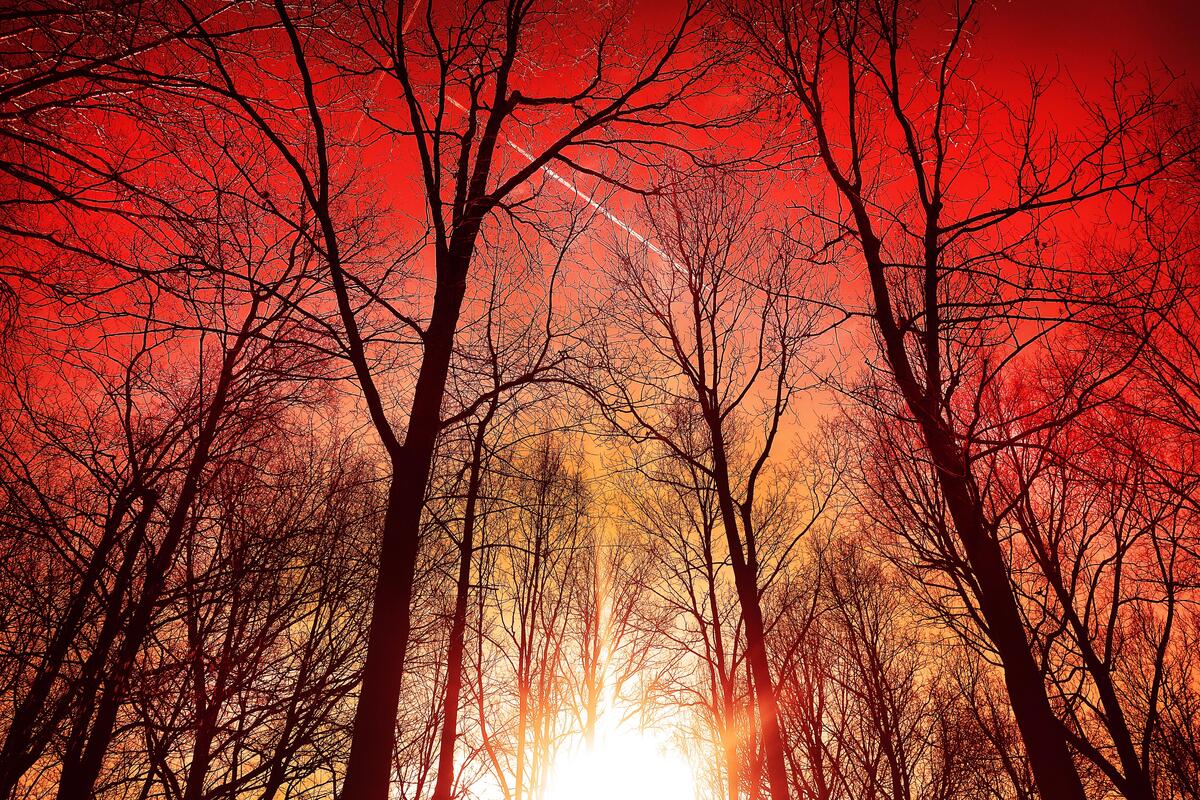 A beautiful red sunset breaking through trees without leaves