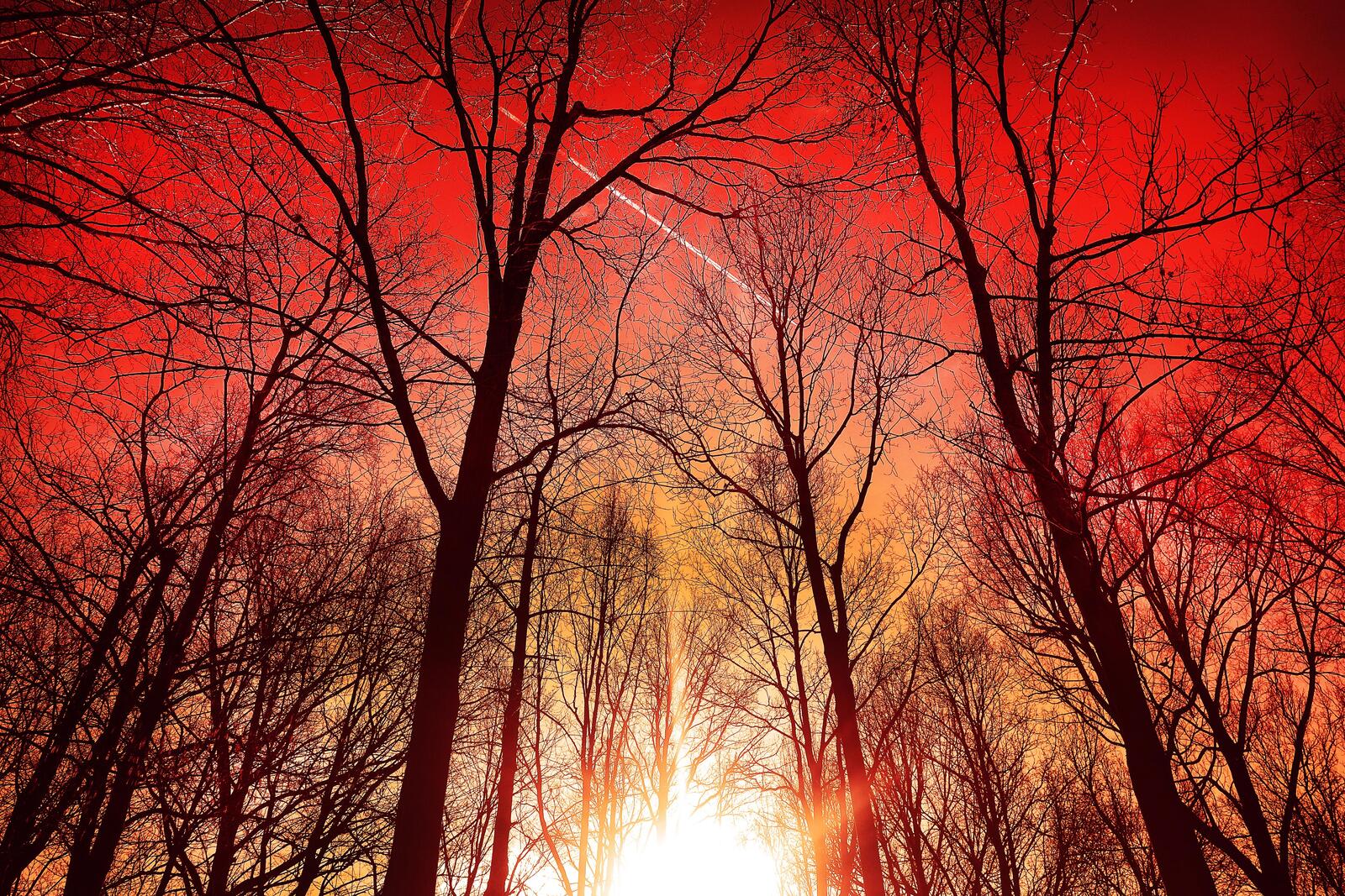 Бесплатное фото Красивый красный закат пробивающийся через деревья без листьев