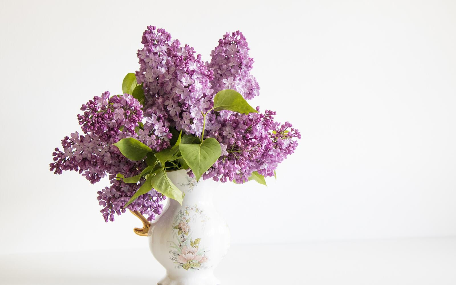 Free photo Lilacs in a white vase