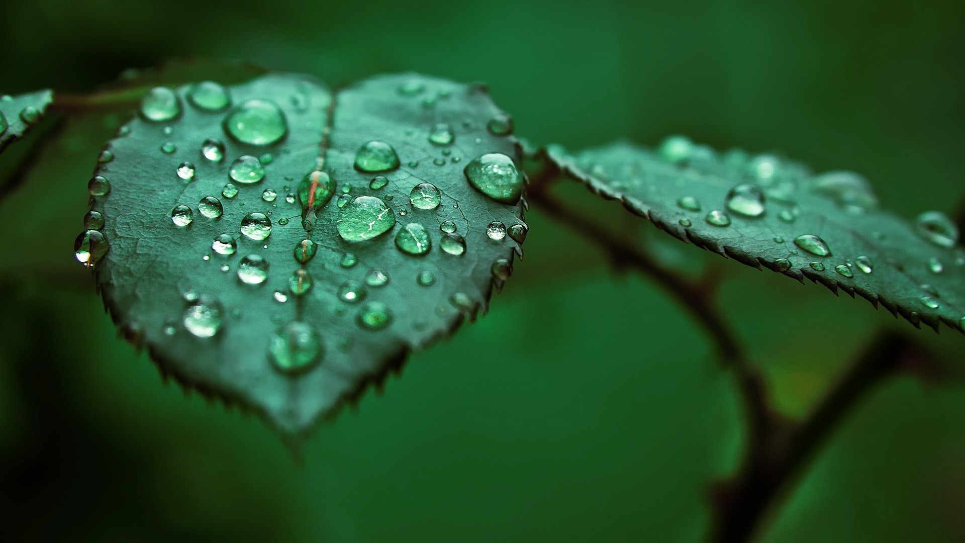 Крупные капли дождя на зеленых листиках
