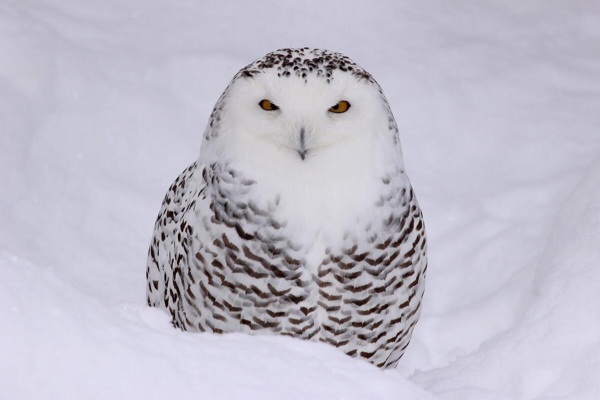 A snowy owl sits in the snowy white snow