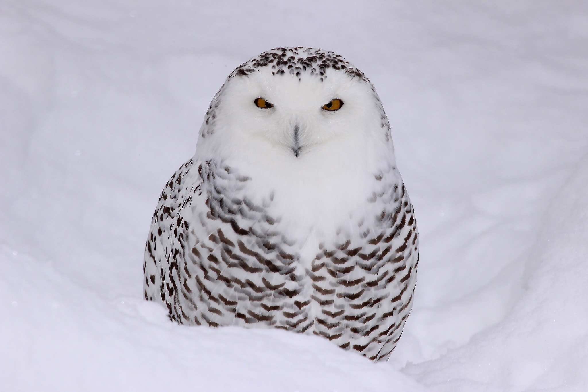 Free photo A snowy owl sits in the snowy white snow