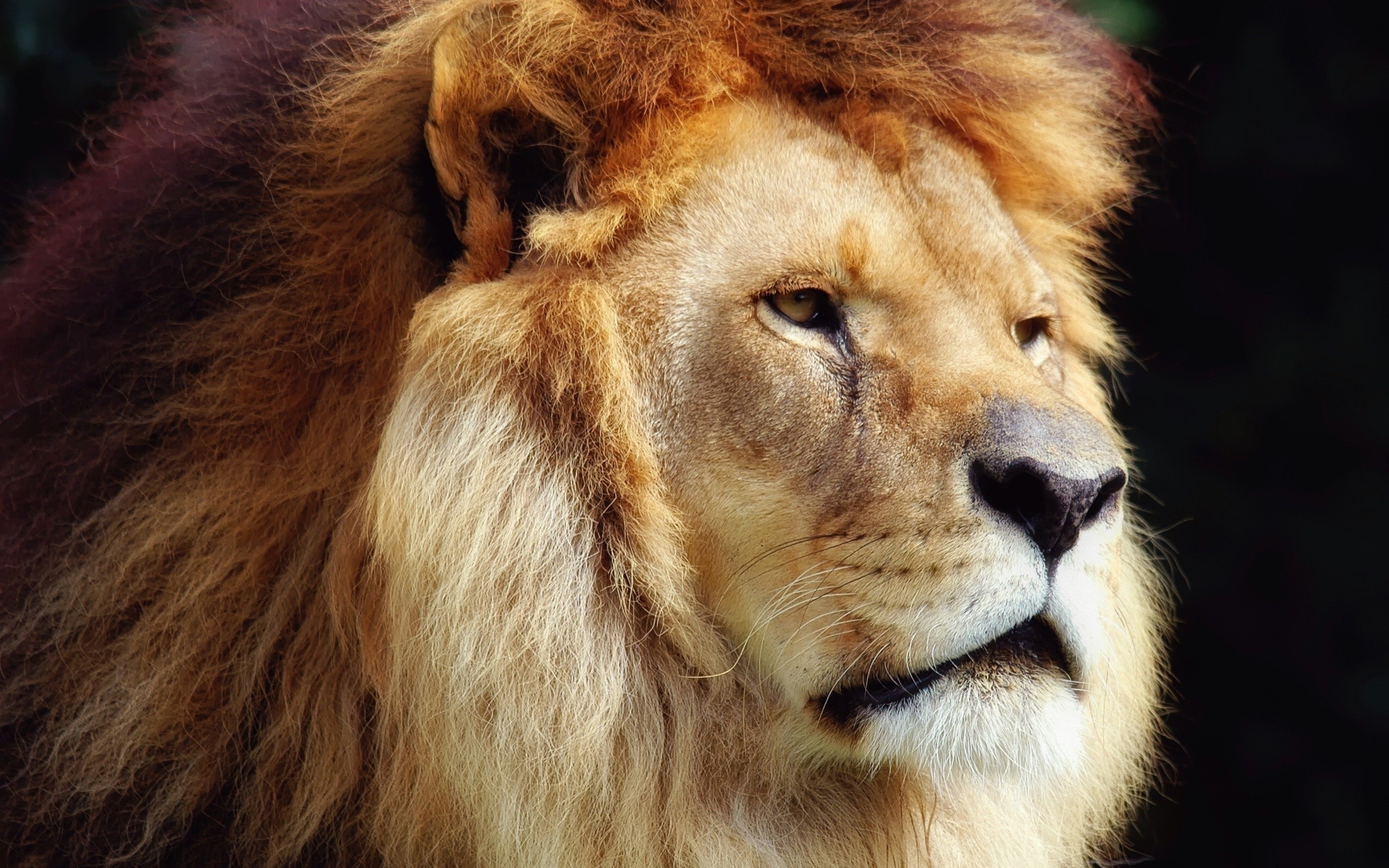 素色背景上的狮脸特写