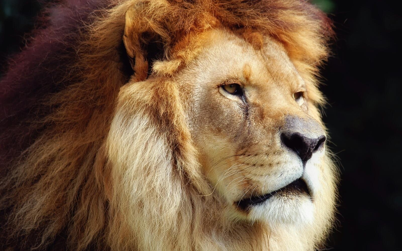 Free photo Close-up of a lion`s face on a plain background