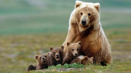 A family of bears with their mom