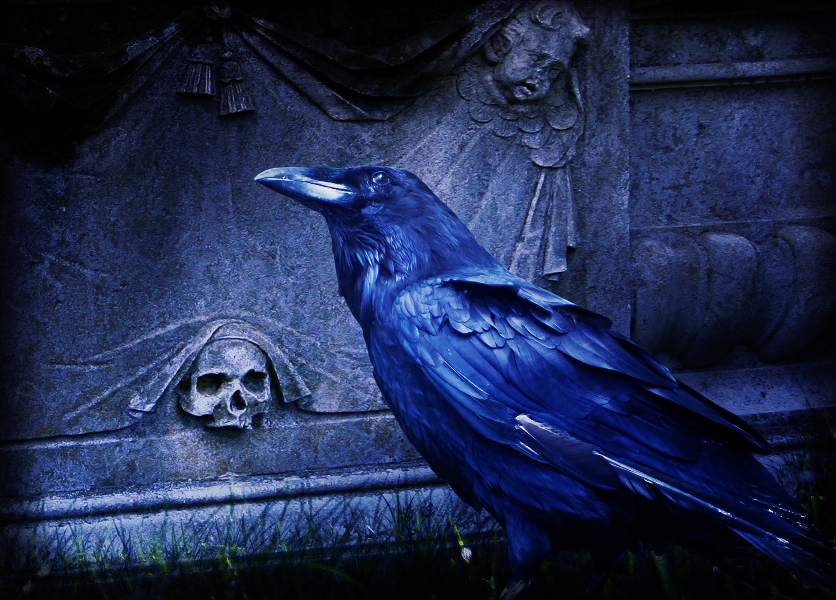 Зловещая птица. Ворона. Ворон на кладбище. Мистический ворон. Синий ворон.