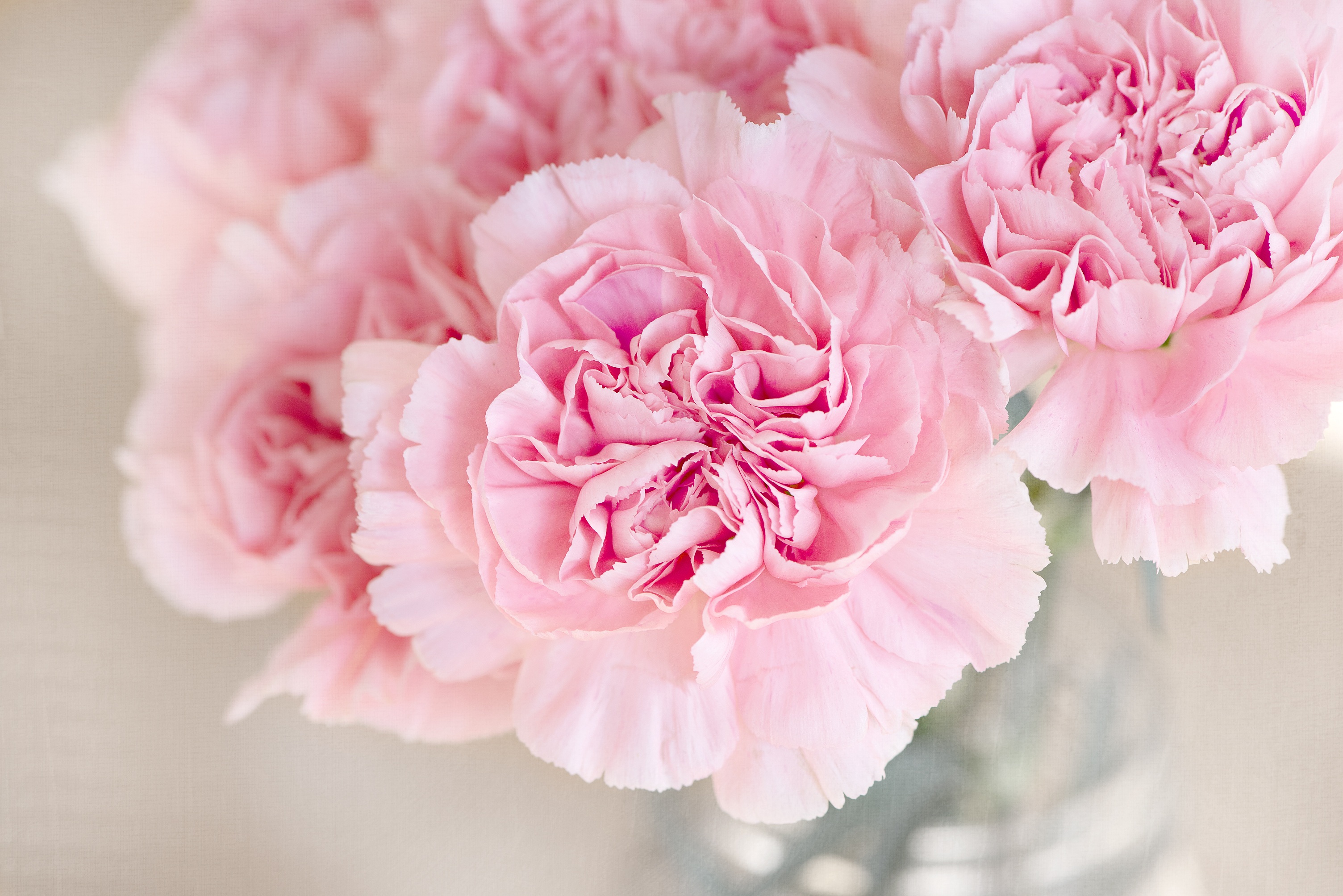 Бесплатное фото Розовые цветы крупным планом