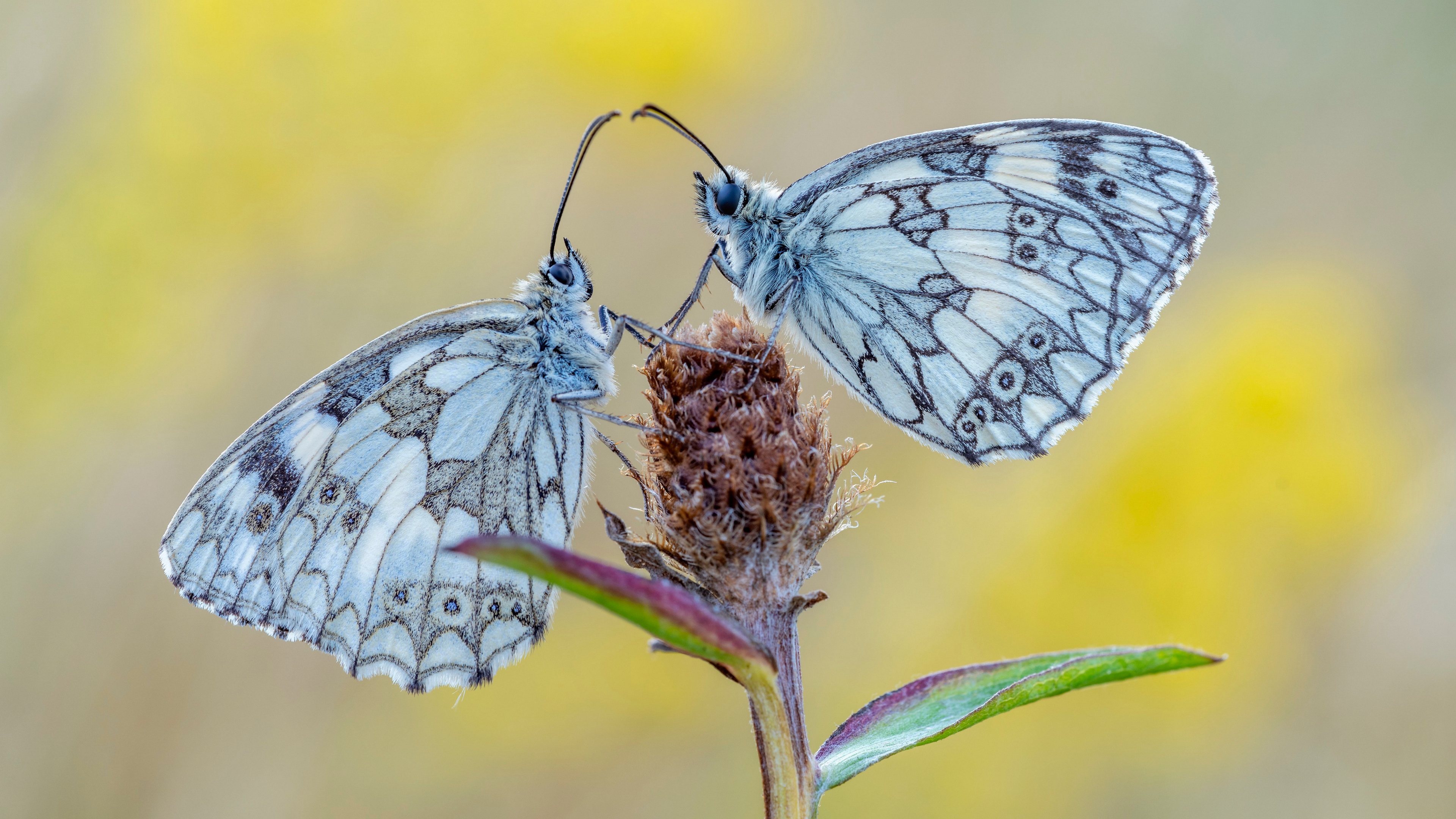 免费照片一株植物上的两只蝴蝶
