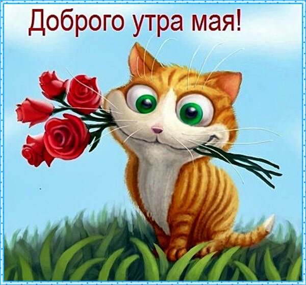 Бесплатная открытка Доброго майского утра с рыжим котенком