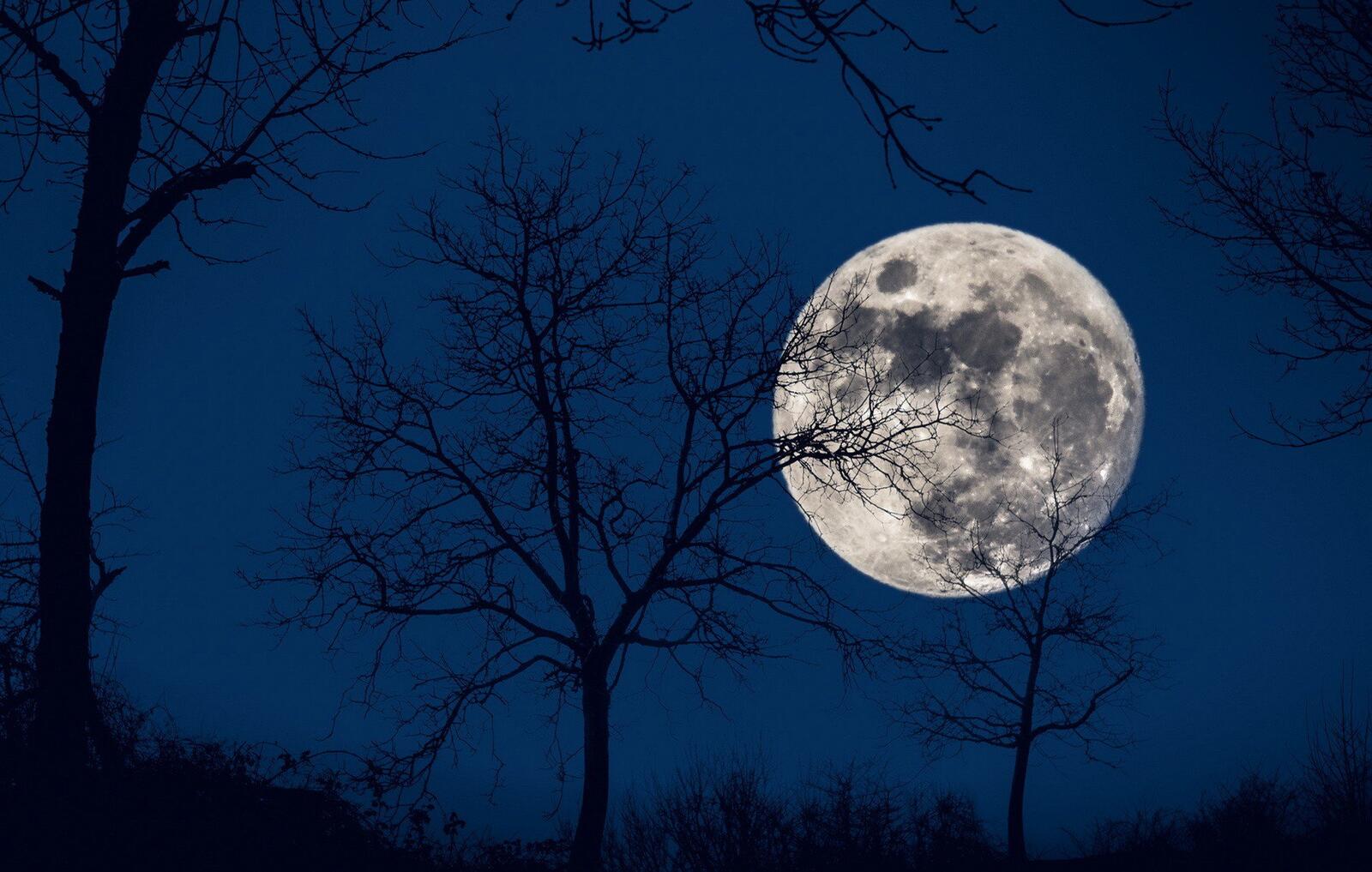 Бесплатное фото Большая круглая луга на ночном небе