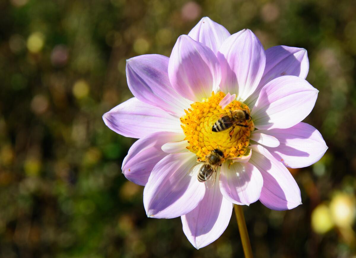 Пчелы собирают нектар с цветка георгины