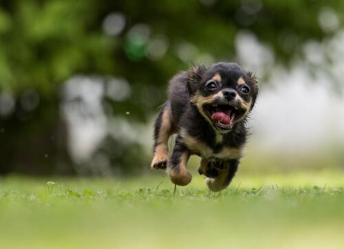 Счастливый щенок бежит по зеленой лужайке